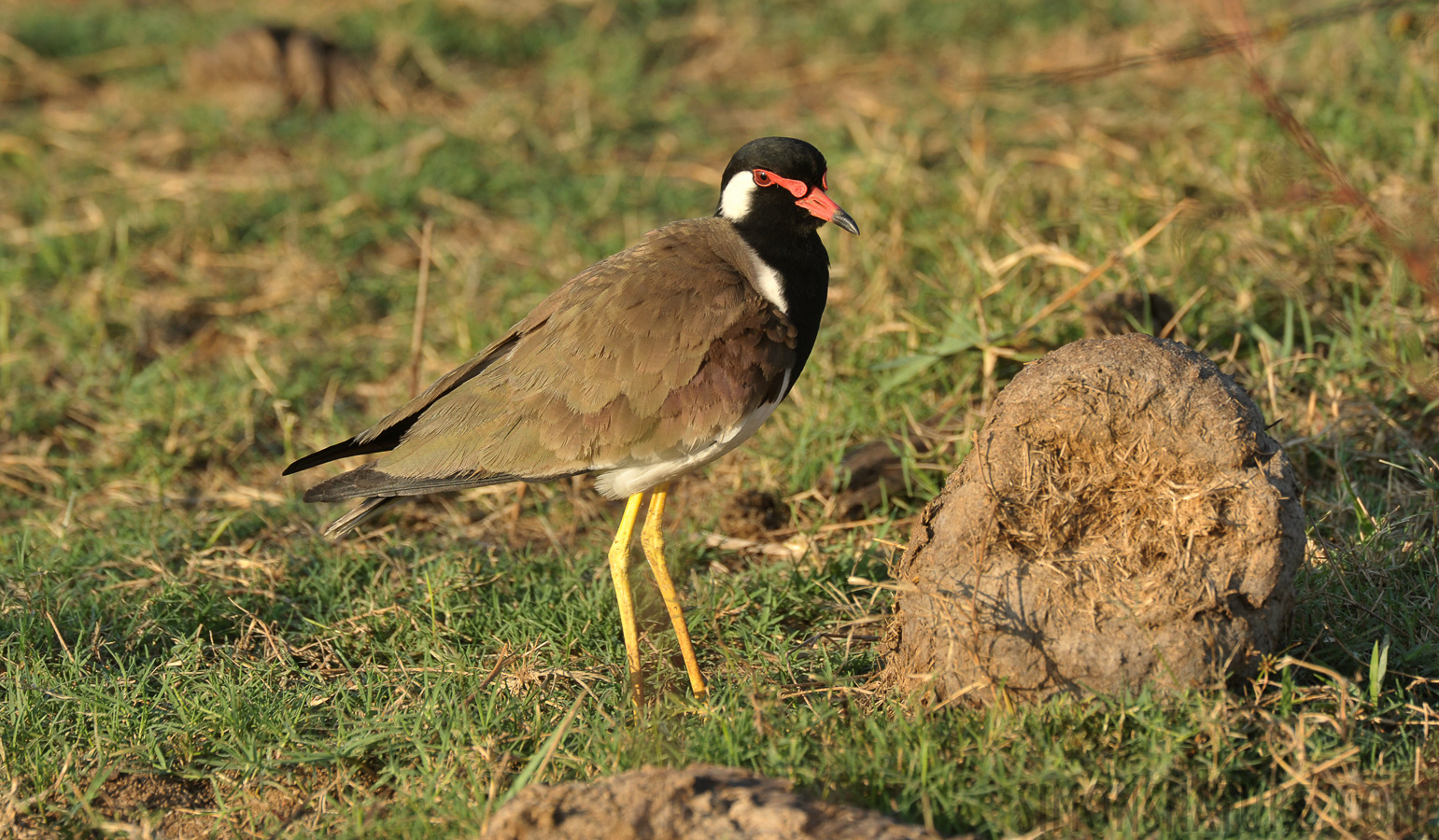 Vanellus indicus lankae [550 mm, 1/640 sec at f / 9.0, ISO 800]